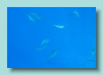 Dolphins_03